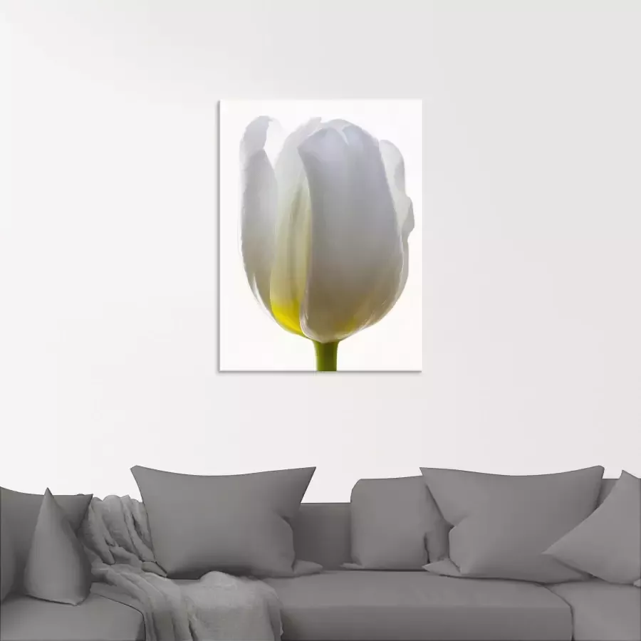 Artland Print op glas Witte tulp in verschillende maten
