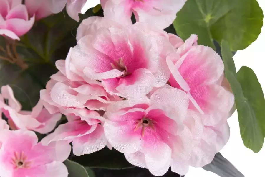 Botanic-Haus Kunstbloem Geranium met 6 stelen (1 stuk)