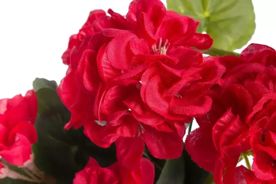 Botanic-Haus Kunstbloem Geranium met 6 stelen (1 stuk)