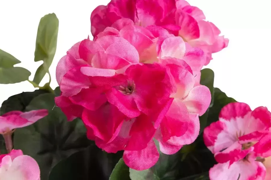 Botanic-Haus Kunstbloem Geranium met 6 stelen (1 stuk)