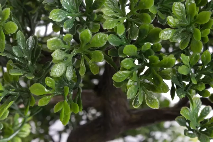 Emerald Kunstplant mini bonsai ficus groen 47 cm 420006 - Foto 1