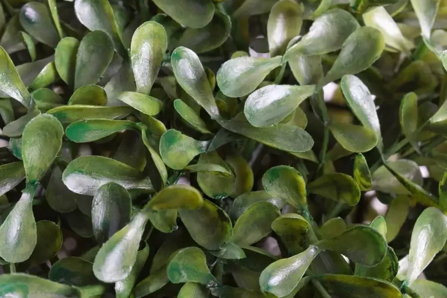 Nova Nature princeville bal 28cm (6 maanden UV-beschermd)