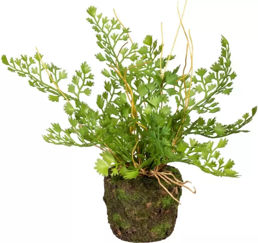 Creativ green Kunst-potplanten Set varenplanten op kluit (3 stuks) - Foto 1