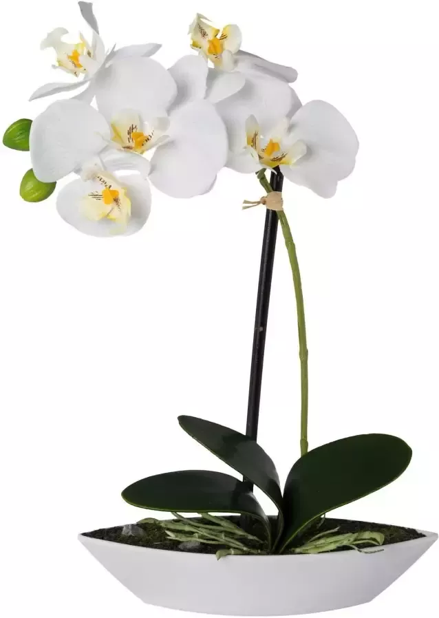 Creativ green Kunstorchidee Vlinderorchidee set van 2 in een plastic bakje (2 stuks) - Foto 1