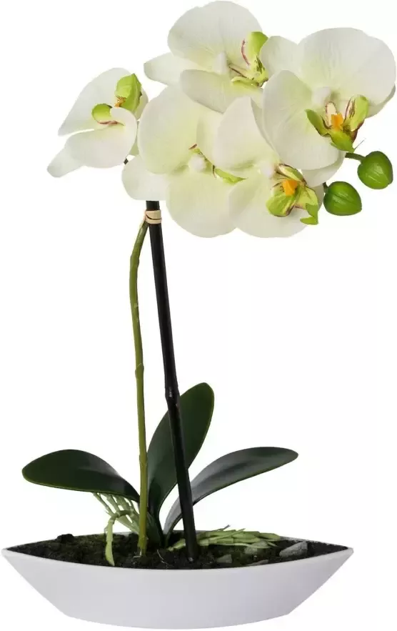 Creativ green Kunstorchidee Vlinderorchidee set van 2 in een plastic bakje (2 stuks) - Foto 1