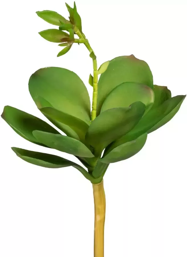 Creativ green Kunstplant Echeveria met bloem (3 stuks)