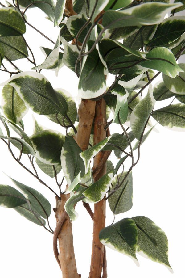 Creativ green Kunstplant Ficus Benjamini (1 stuk) - Foto 6