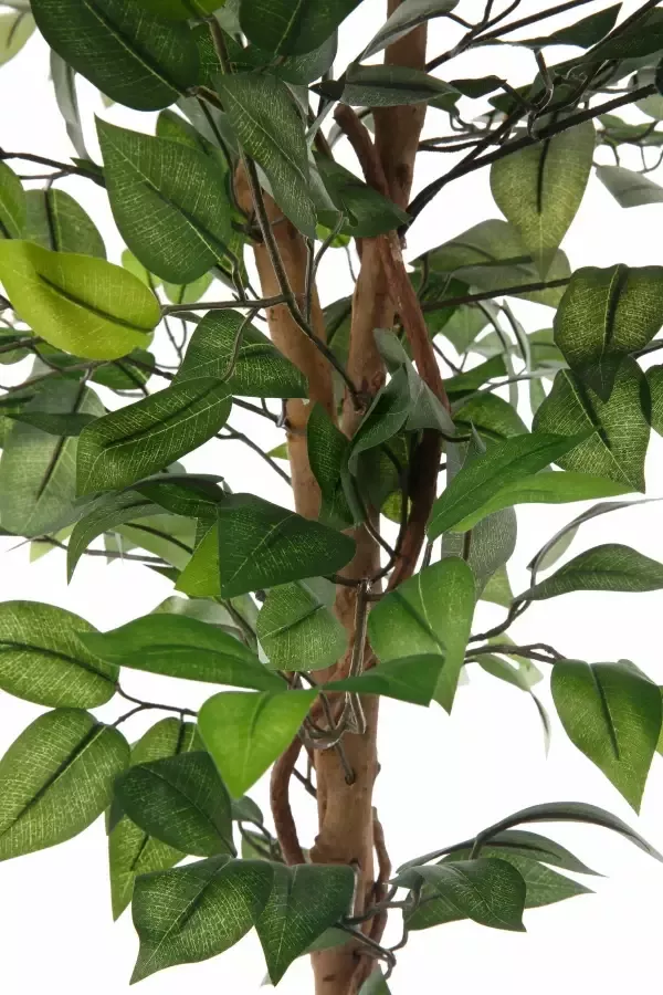 Creativ green Kunstplant Ficus Benjamini (1 stuk) - Foto 4