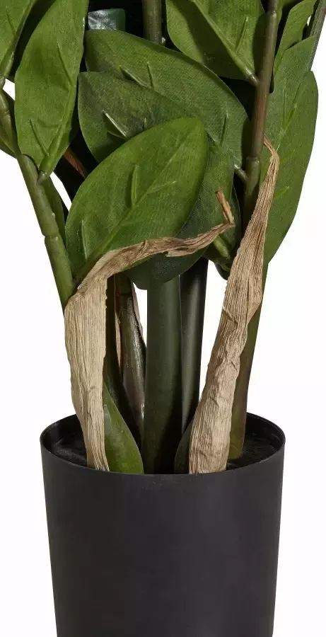 Creativ green Kunstplant Zamifolia (1 stuk) - Foto 4