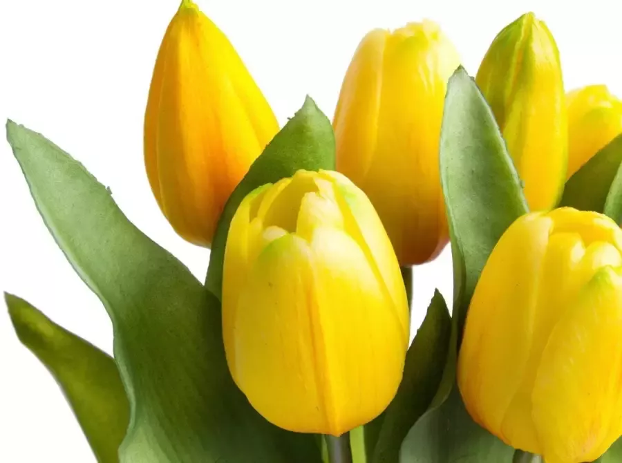 Botanic-Haus Kunstbloem Willa Bos tulpen in 7-delige set (set 7 stuks)