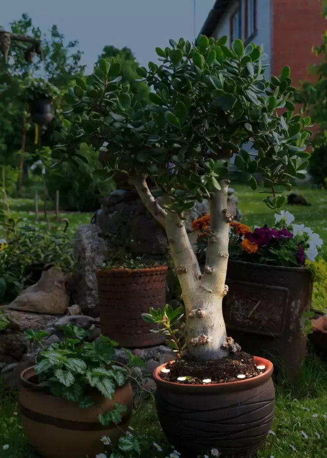 EGLO Led-lichtsnoer SPINETOLI 2 Vloerlamp in transparant kunststof 6X0 4W Warmwit (1 stuk) - Foto 2