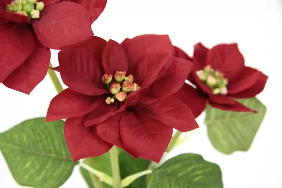 I.GE.A. Kunstbloem Kerstster Kunstmatige poinsettia tak 5-delige set (5 stuks)