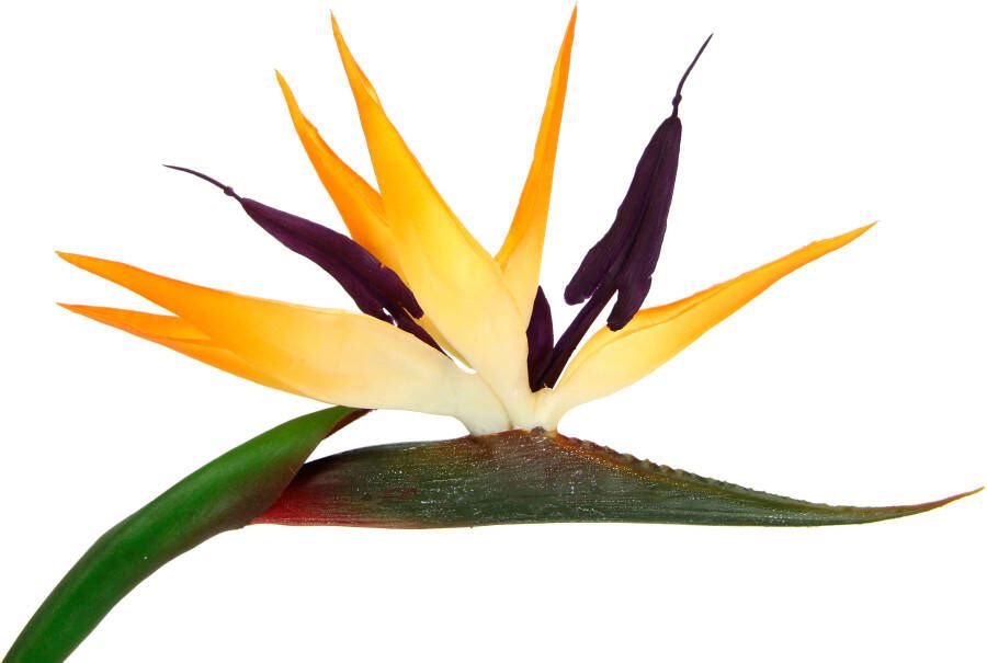 I.GE.A. Kunstbloem Künstliche Blume Strelitzie Paradiesvogelblume Exotischer Dekozweig (3 stuks) - Foto 1