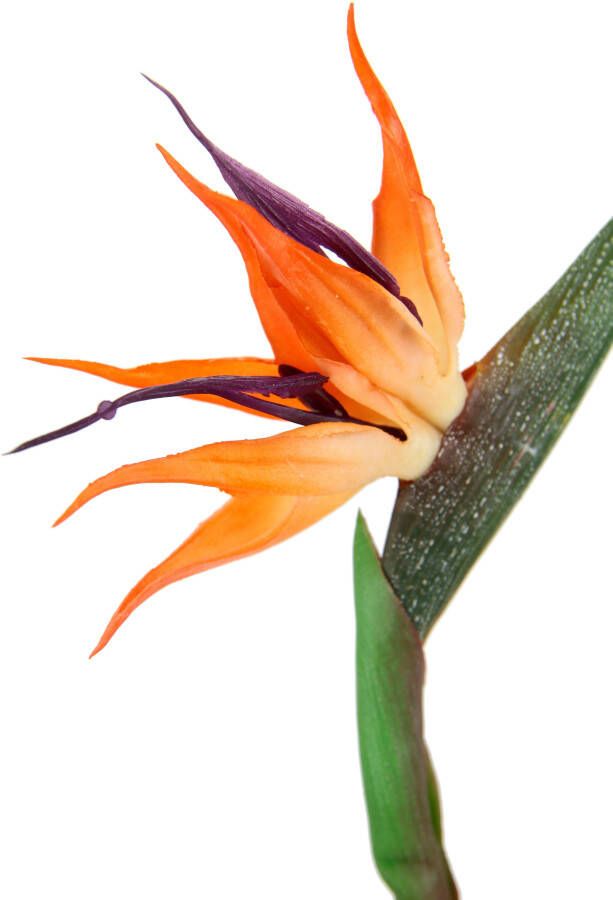 I.GE.A. Kunstbloem Künstliche Blume Strelitzie Paradiesvogelblume Exotischer Dekozweig (3 stuks) - Foto 1