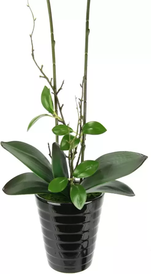 I.GE.A. Kunstbloem Orchidee - Foto 2