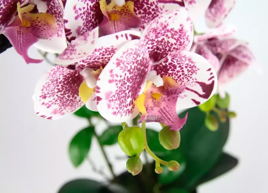 I.GE.A. Kunstbloem Orchidee - Foto 2