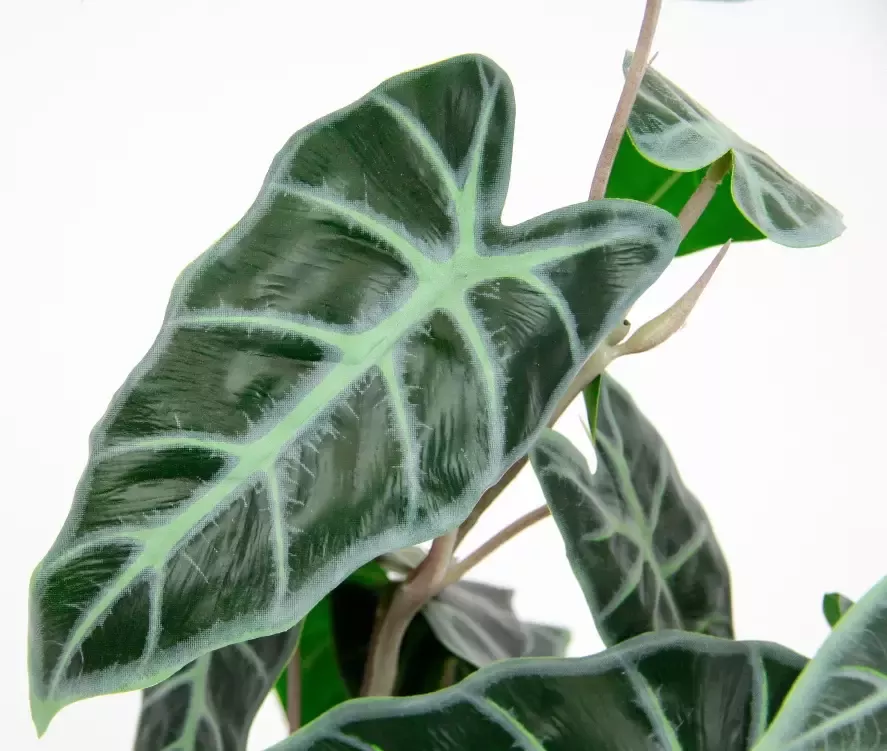 I.GE.A. Kunstplant Calathea (1 stuk) - Foto 2