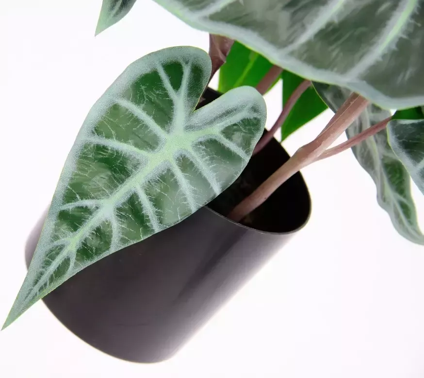 I.GE.A. Kunstplant Calathea (1 stuk) - Foto 1