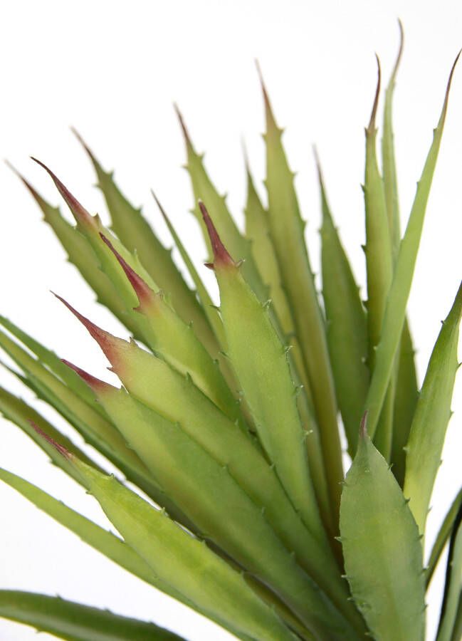 I.GE.A. Kunstplant Künstliche Agave Aloe Vera im Topf Kunstpflanze (1 stuk) - Foto 2