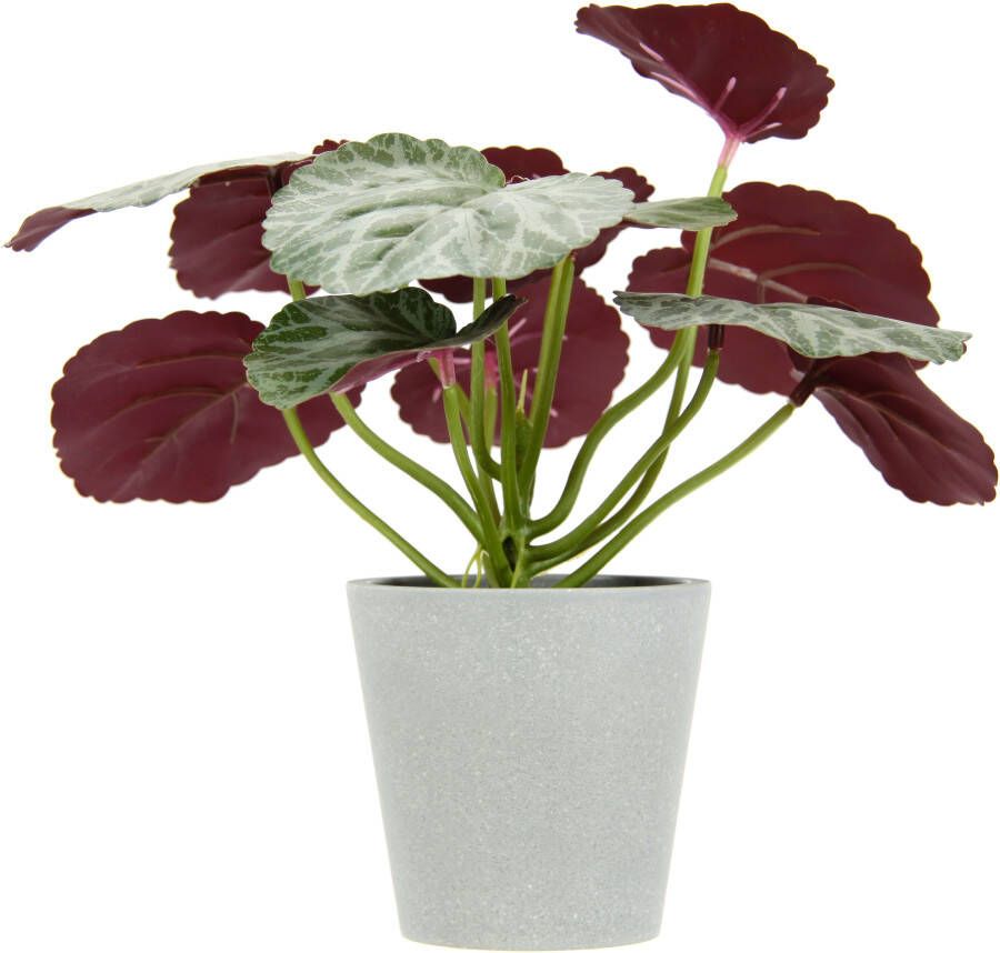 I.GE.A. Kunstplant Künstliche Pflanze Begonie im Topf Begonienbusch Blattpflanze (2 stuks) - Foto 1