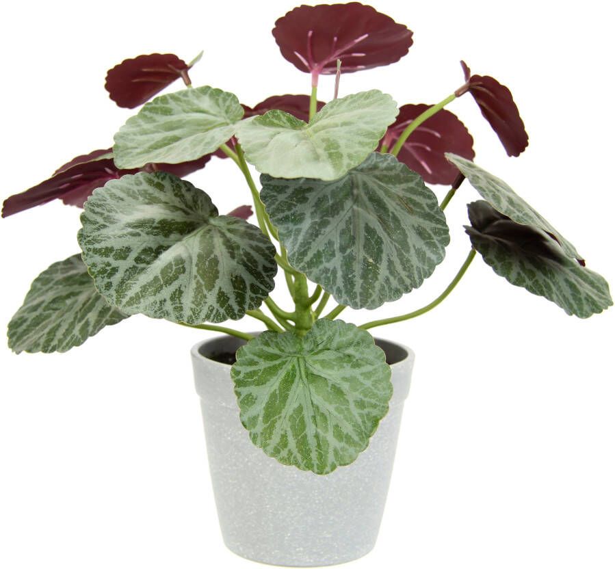 I.GE.A. Kunstplant Künstliche Pflanze Begonie im Topf Begonienbusch Blattpflanze (1 stuk) - Foto 1