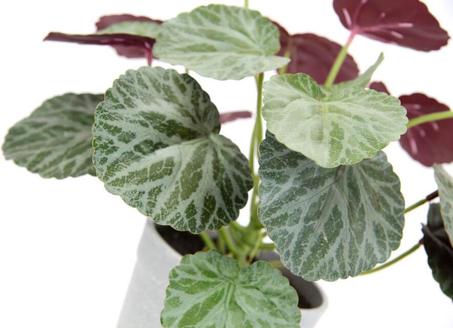 I.GE.A. Kunstplant Künstliche Pflanze Begonie im Topf Begonienbusch Blattpflanze (1 stuk) - Foto 3
