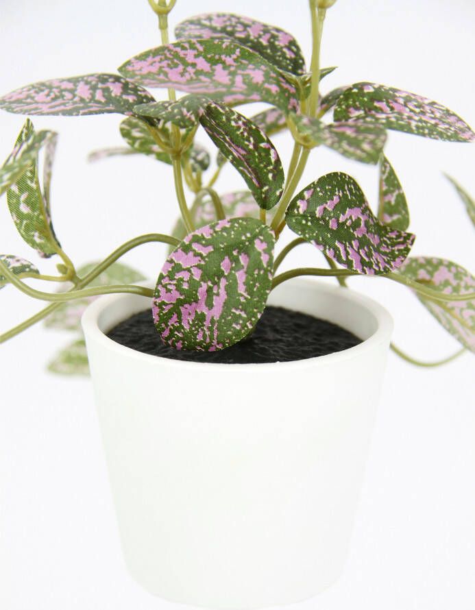 I.GE.A. Kunstplant Künstliche Zimmerpflanze mini Aucuba im Topf Pflanze (2 stuks) - Foto 1
