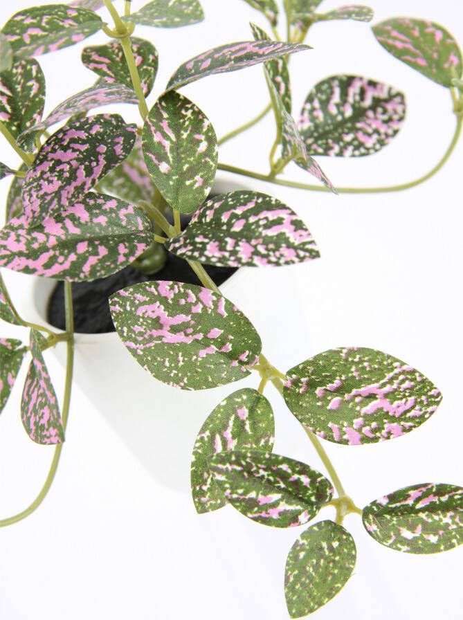 I.GE.A. Kunstplant Künstliche Zimmerpflanze mini Aucuba im Topf Pflanze (2 stuks) - Foto 2
