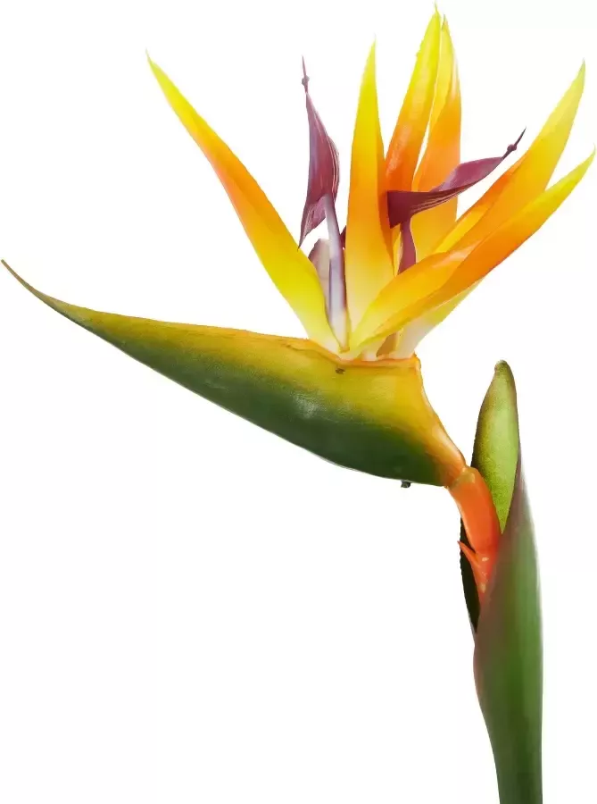 I.GE.A. Kunstplant Paradijsvogelplant in pot van waterhyacint (1 stuk) - Foto 5