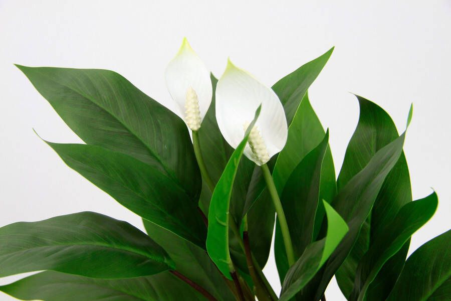 I.GE.A. Kunstplant Spathiphyllum (1 stuk) - Foto 4