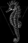 Komar Poster Sea Horse black Hoogte: 40 cm - Thumbnail 6