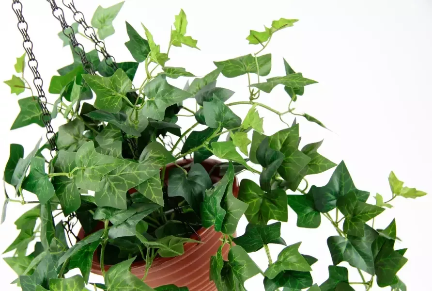 My home Kunstplant Klimop In pot met plantenhanger kunstklimop (1 stuk) - Foto 1