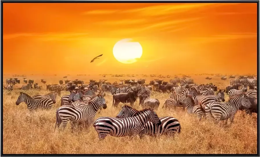 Papermoon Infraroodverwarming Afrikaanse antilopen en zebra s - Foto 5