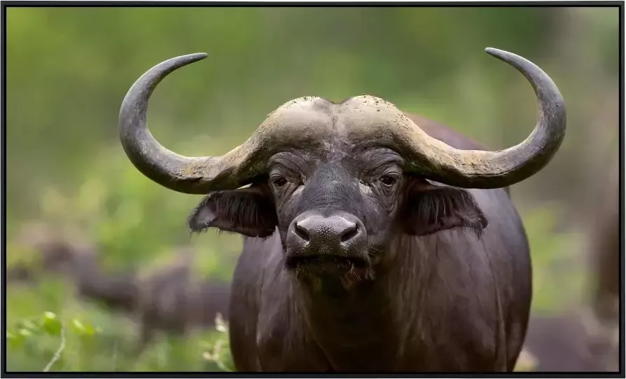 Papermoon Infraroodverwarming Afrikaanse buffel zeer aangename stralingswarmte - Foto 5
