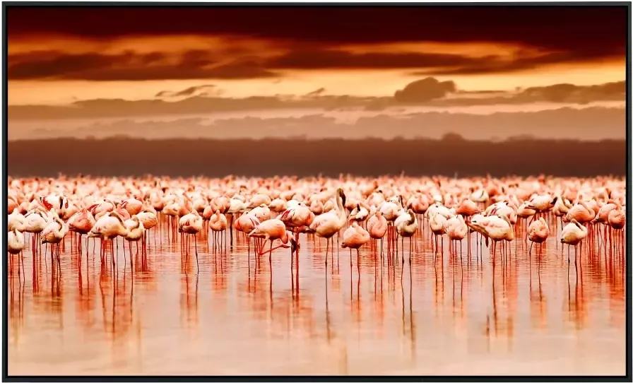 Papermoon Infraroodverwarming Afrikaanse flamingo's zeer aangename stralingswarmte - Foto 5