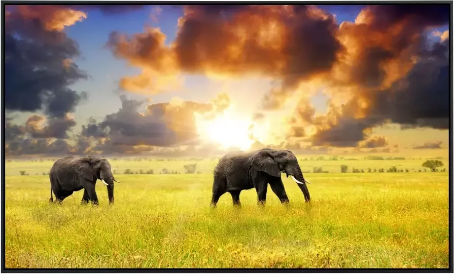 Papermoon Infraroodverwarming Afrikaanse olifanten zeer aangename stralingswarmte - Foto 5