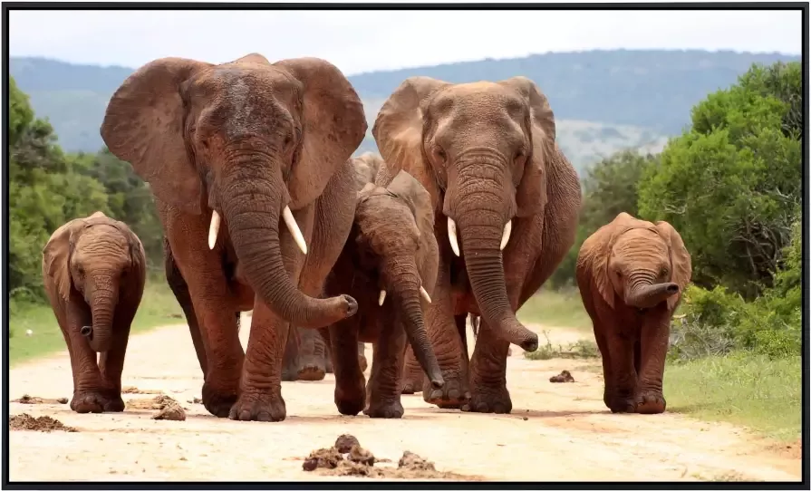 Papermoon Infraroodverwarming Afrikaanse olifantenkudde zeer aangename stralingswarmte - Foto 5