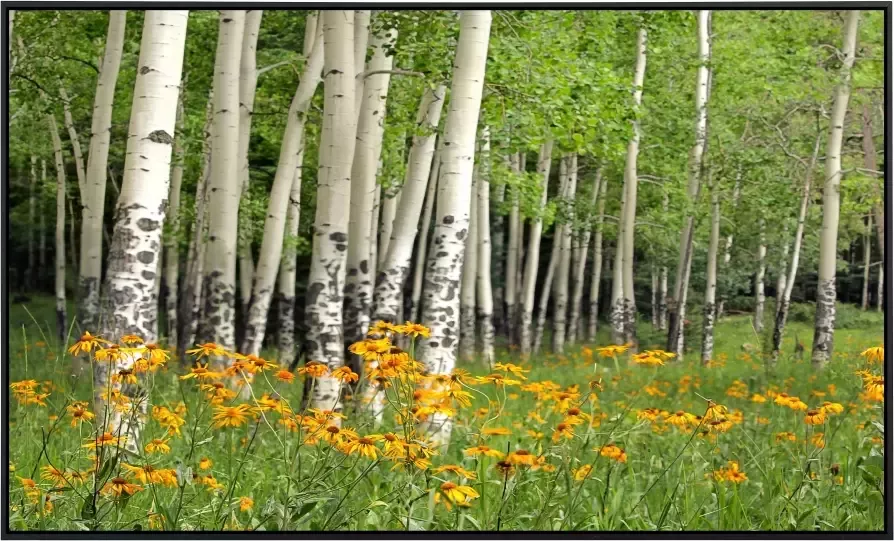 Papermoon Infraroodverwarming Aspen Grove en oranje Wild flowers - Foto 5