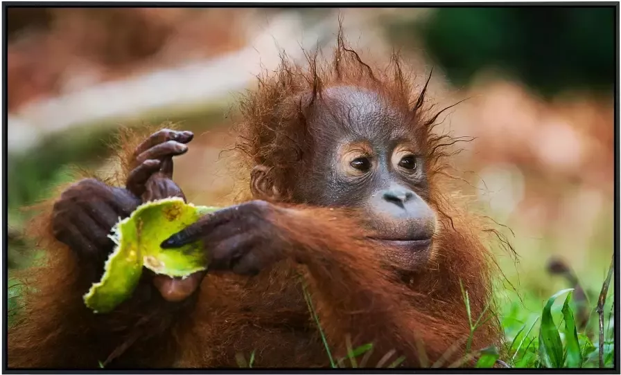 Papermoon Infraroodverwarming Baby orang oetan portret zeer aangename stralingswarmte - Foto 5