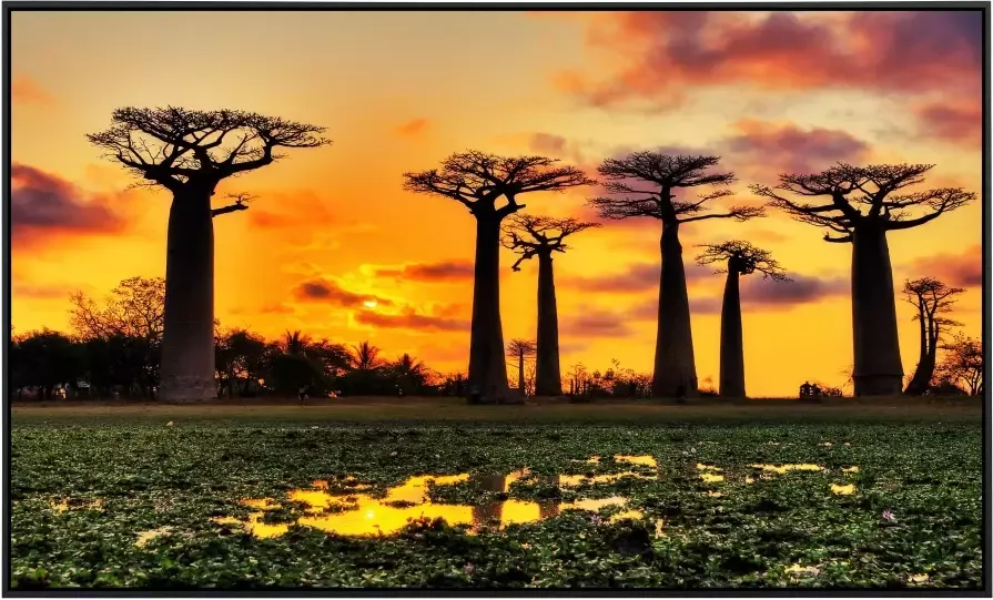 Papermoon Infraroodverwarming Baobabs bomen Afrikaanse zonsondergang - Foto 5