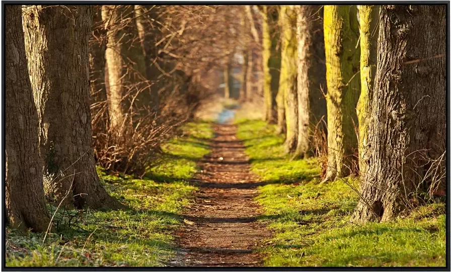 Papermoon Infraroodverwarming Forest Walk tunnel zeer aangename stralingswarmte - Foto 5