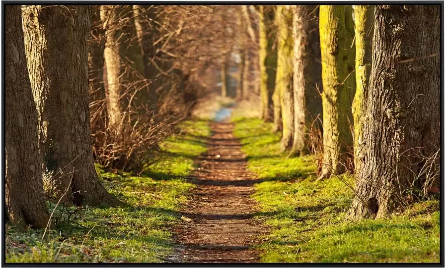 Papermoon Infraroodverwarming Forest Walk tunnel zeer aangename stralingswarmte - Foto 5