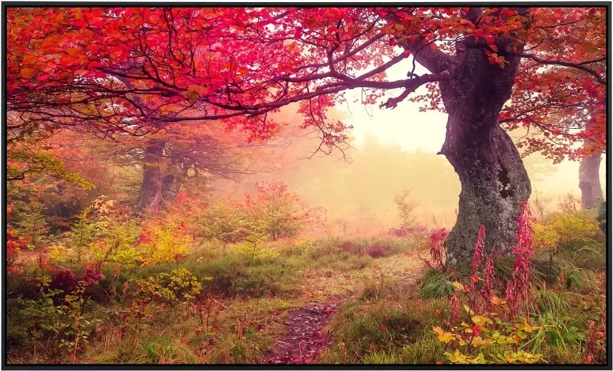 Papermoon Infraroodverwarming Herfstbomen zeer aangename stralingswarmte - Foto 5