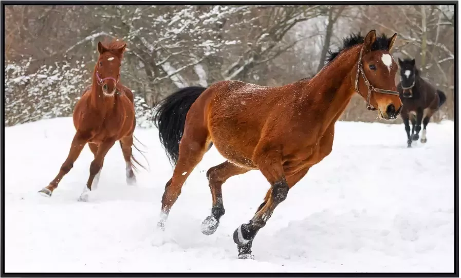 Papermoon Infraroodverwarming Paarden in de sneeuw zeer aangename stralingswarmte - Foto 5