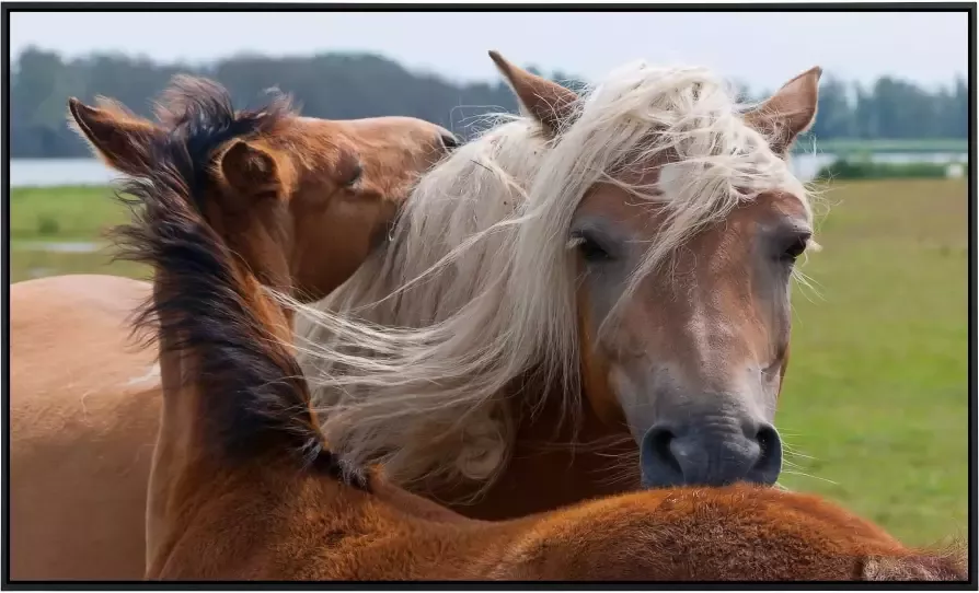 Papermoon Infraroodverwarming Paarden zeer aangename stralingswarmte - Foto 5