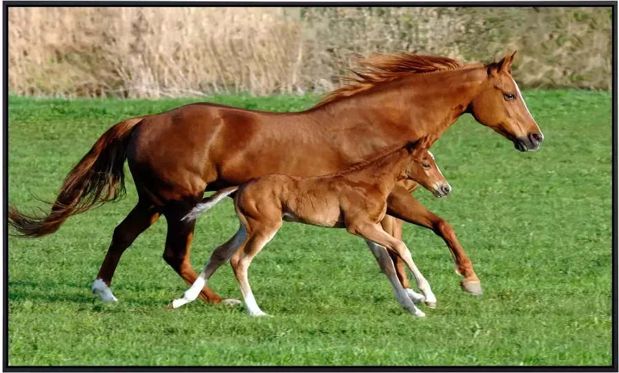 Papermoon Infraroodverwarming Paarden zeer aangename stralingswarmte - Foto 5