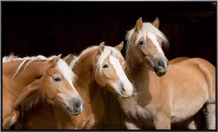 Papermoon Infraroodverwarming Paarden zeer aangename stralingswarmte - Foto 5