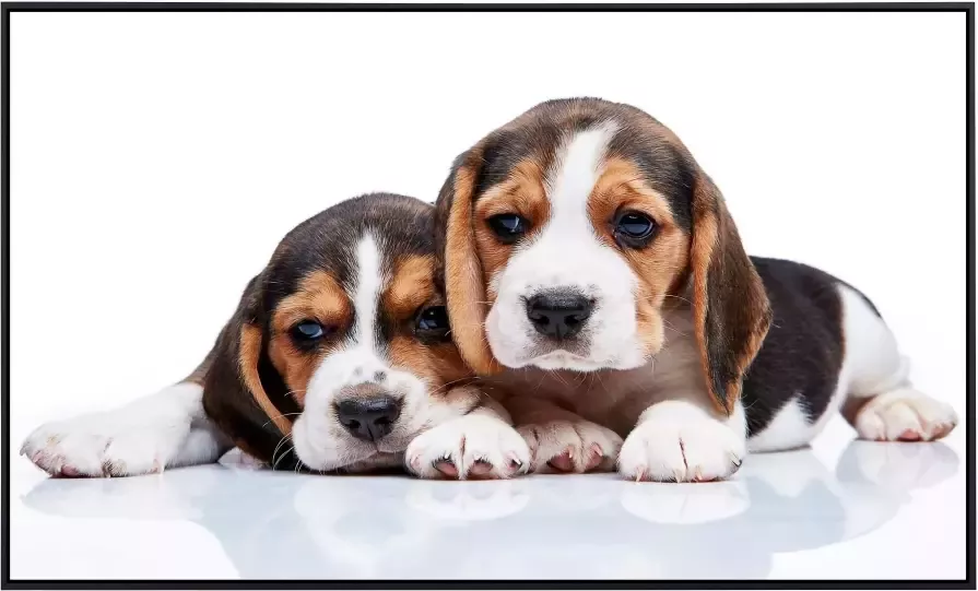 Papermoon Infraroodverwarming Pups zeer aangename stralingswarmte - Foto 5