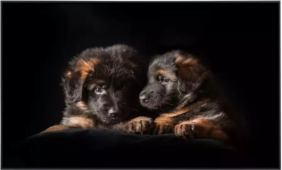 Papermoon Infraroodverwarming Pups zeer aangename stralingswarmte - Foto 5