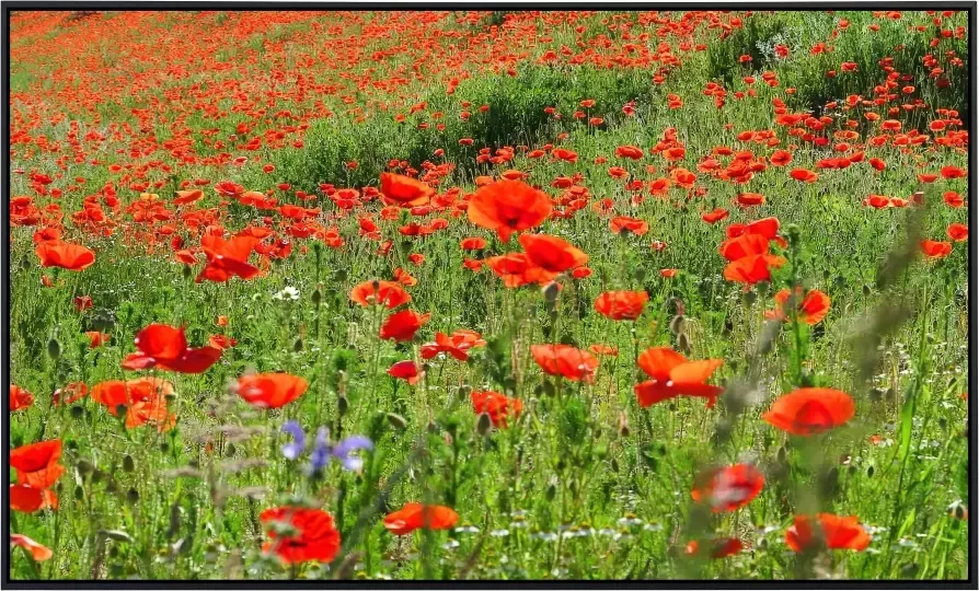 Papermoon Infraroodverwarming Red Poppa Field zeer aangename stralingswarmte - Foto 5